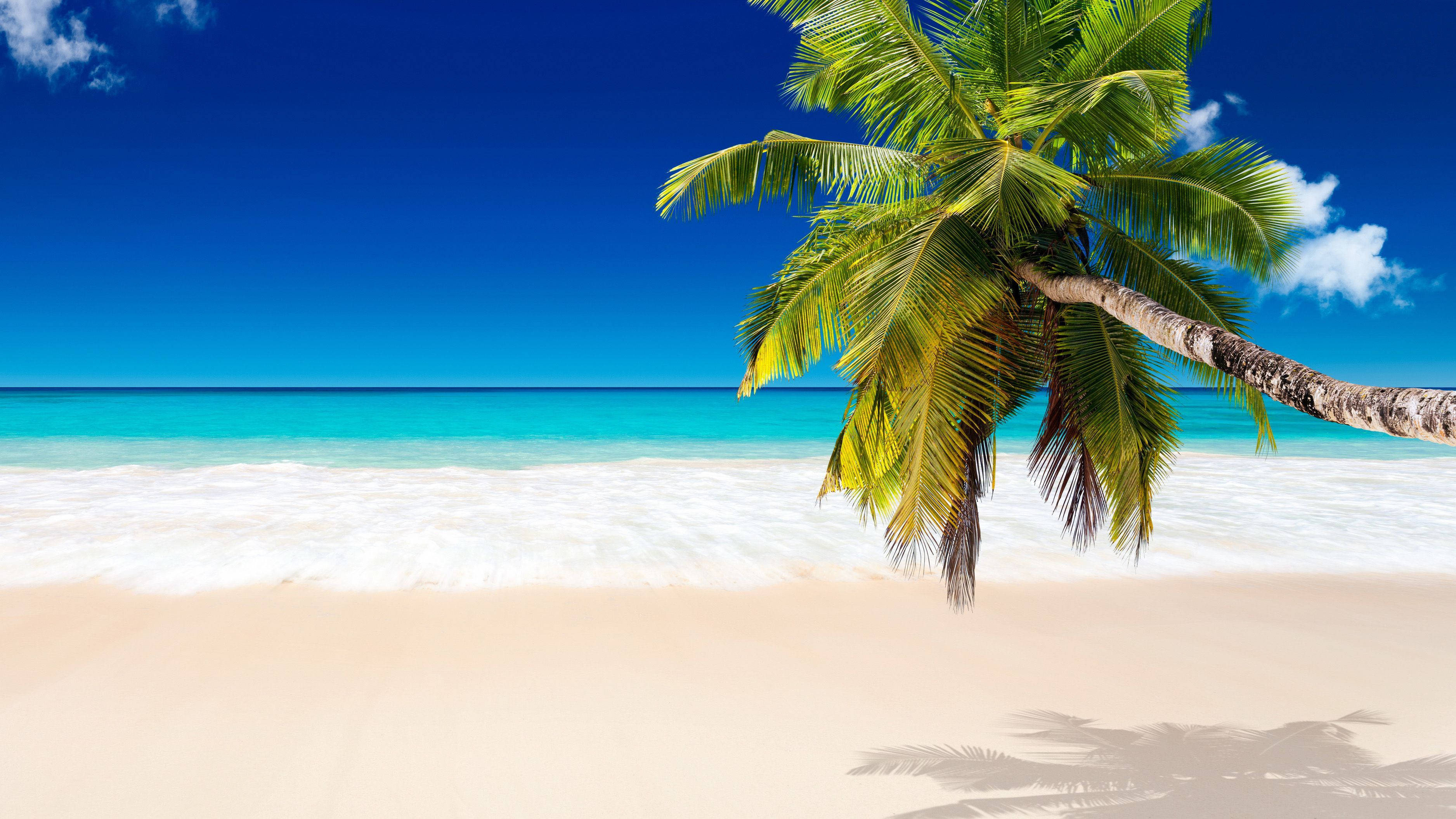 Coconut Tree, white sand, turquoise ocean, 2K Desktop Wallpaper