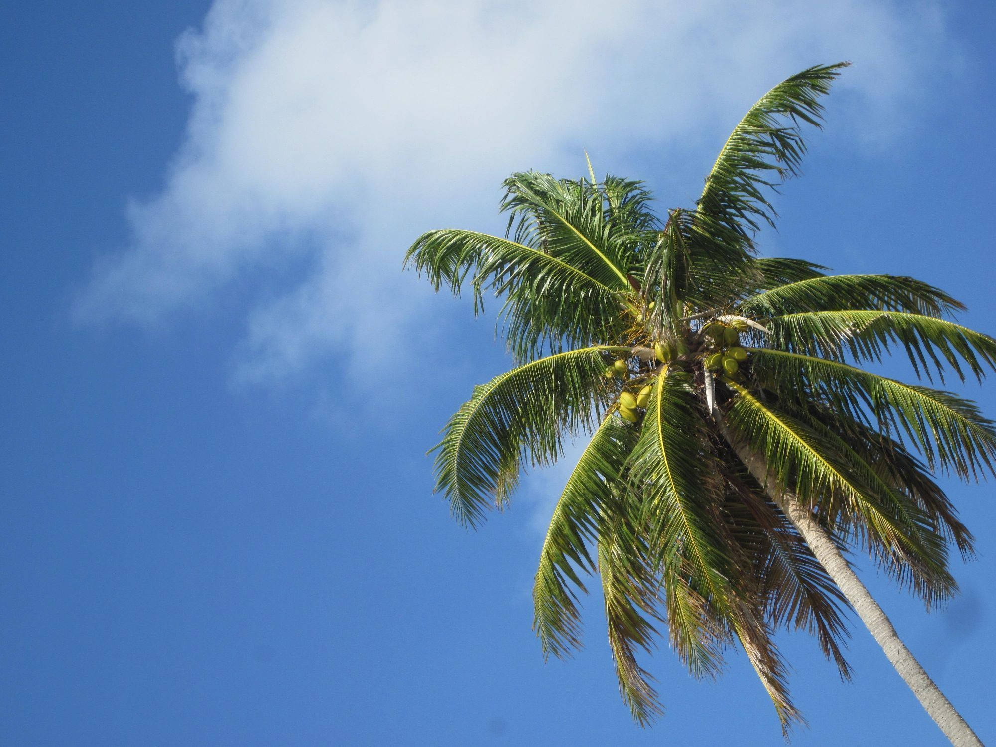 coconut tree, tall palm tree, green fronds, Full HD Desktop Wallpaper