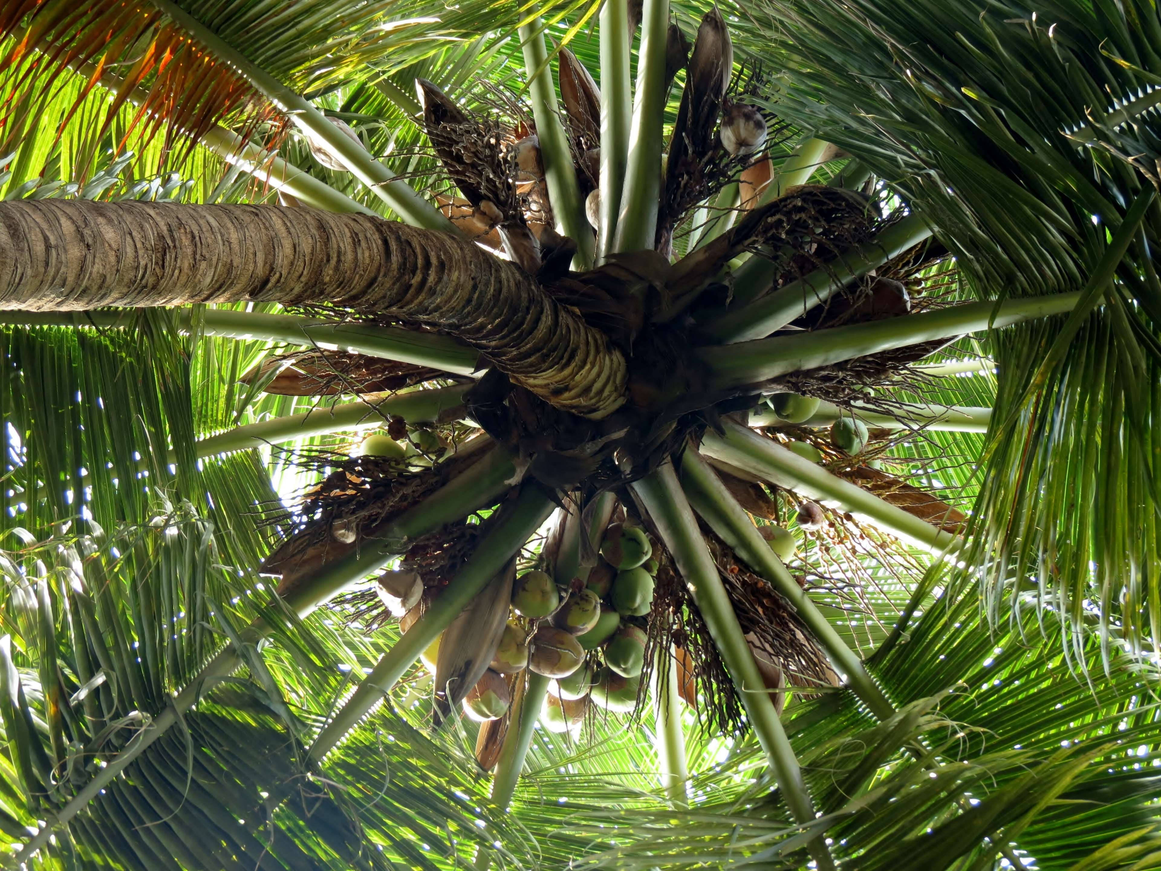 coconut tree, palm fronds, thick trunk, 4K Desktop Wallpaper