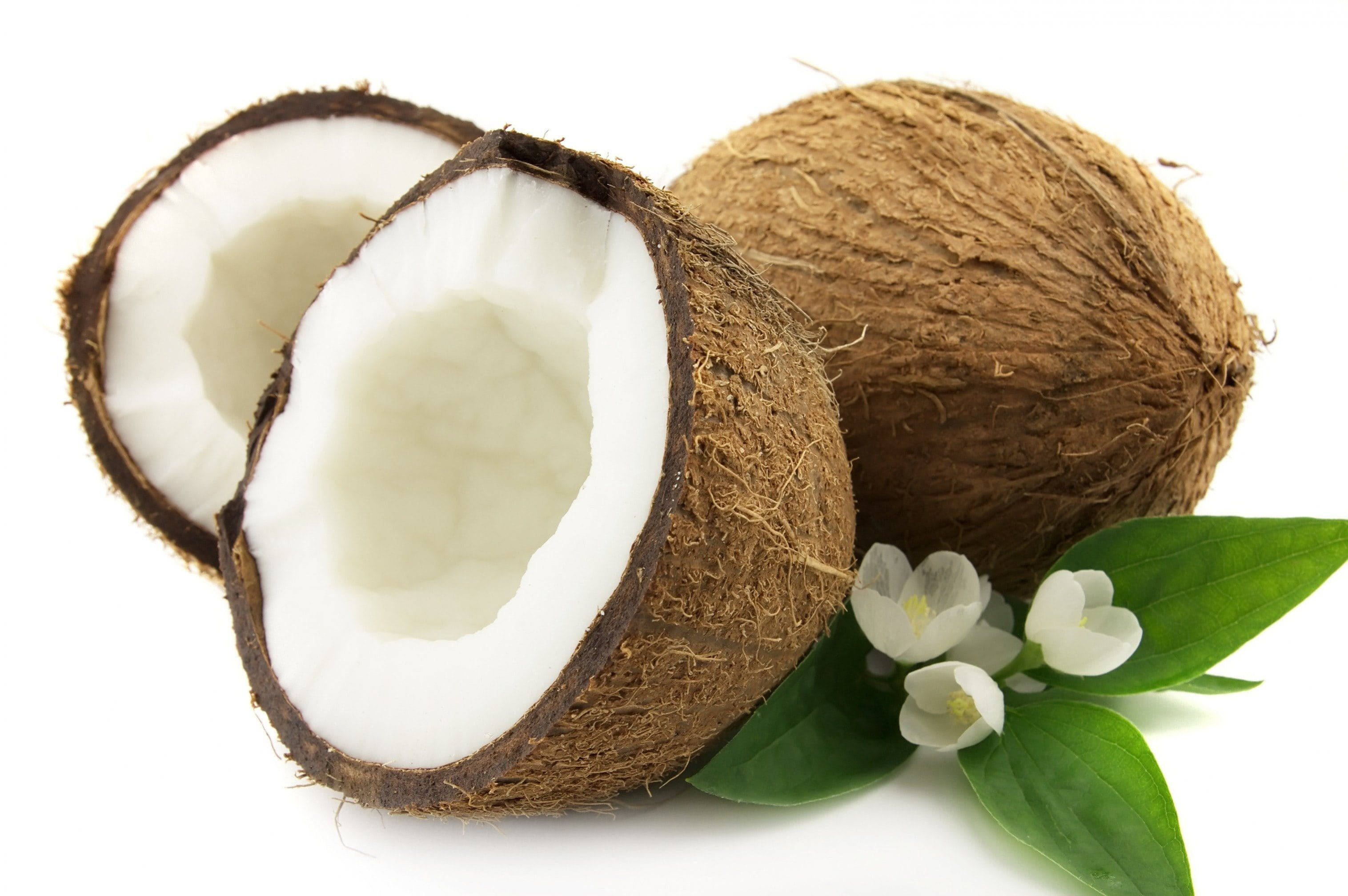 coconut fruit, white camellia flowers, creamy white flesh, 2K Desktop Wallpaper