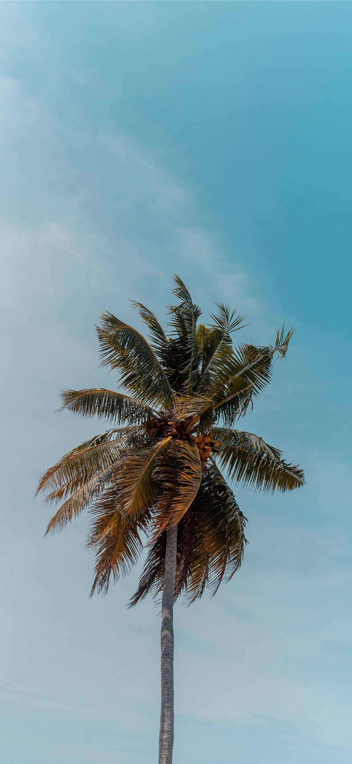 coconut tree, palm tree, clear blue sky, Full HD Phone Wallpaper