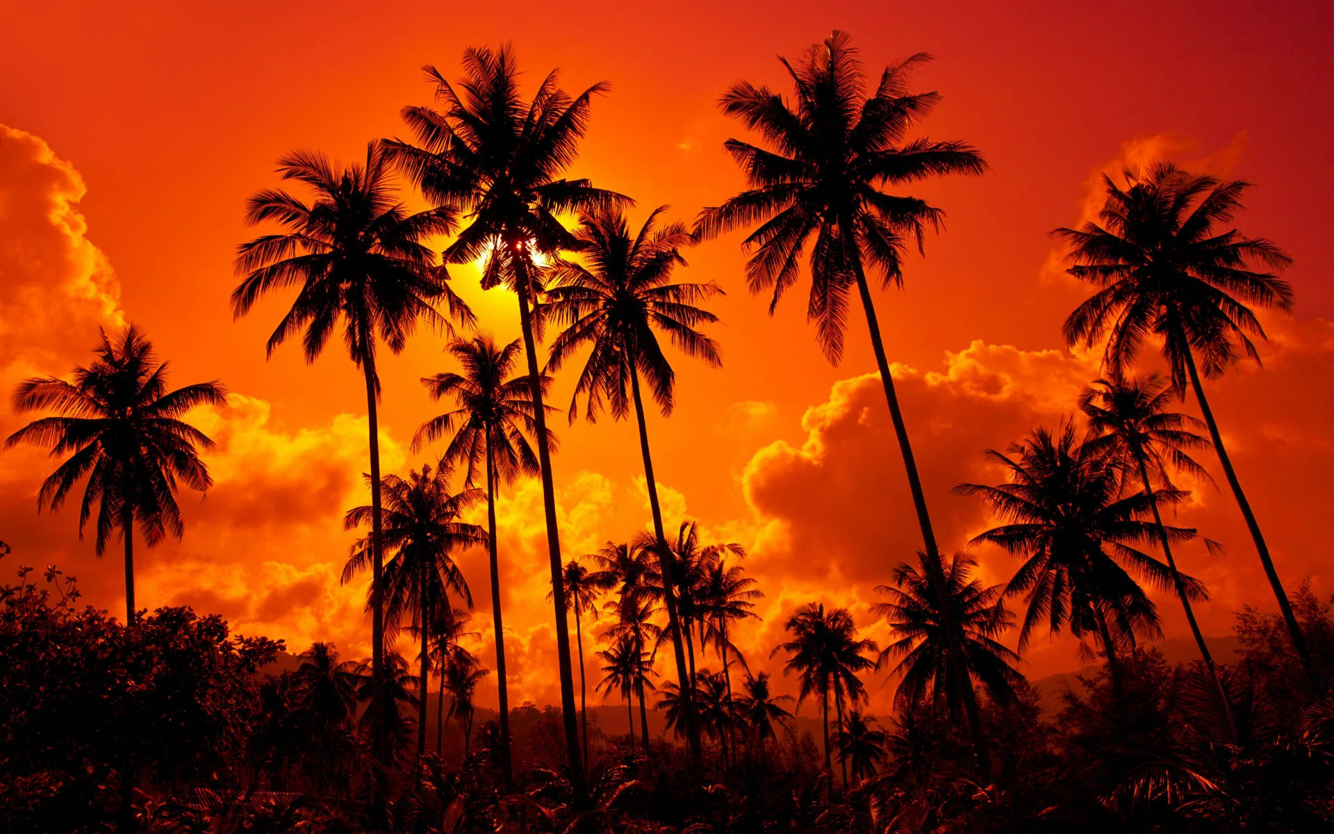 sunset orange sky, coconut trees, fiery orange sunset, Full HD Desktop Wallpaper