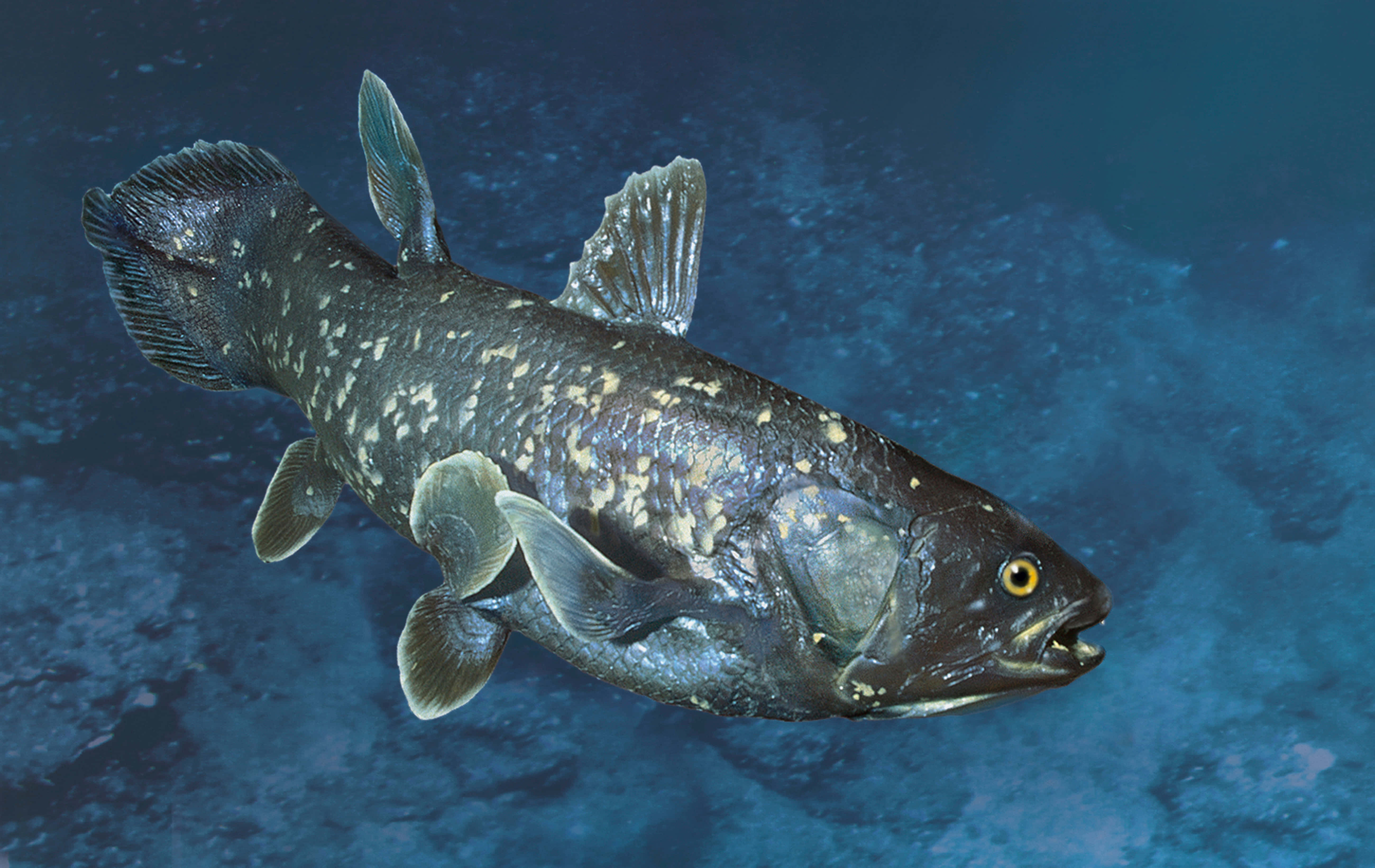 Coelacanth, dark mottled scales, yellow eyes, 5K Desktop Wallpaper