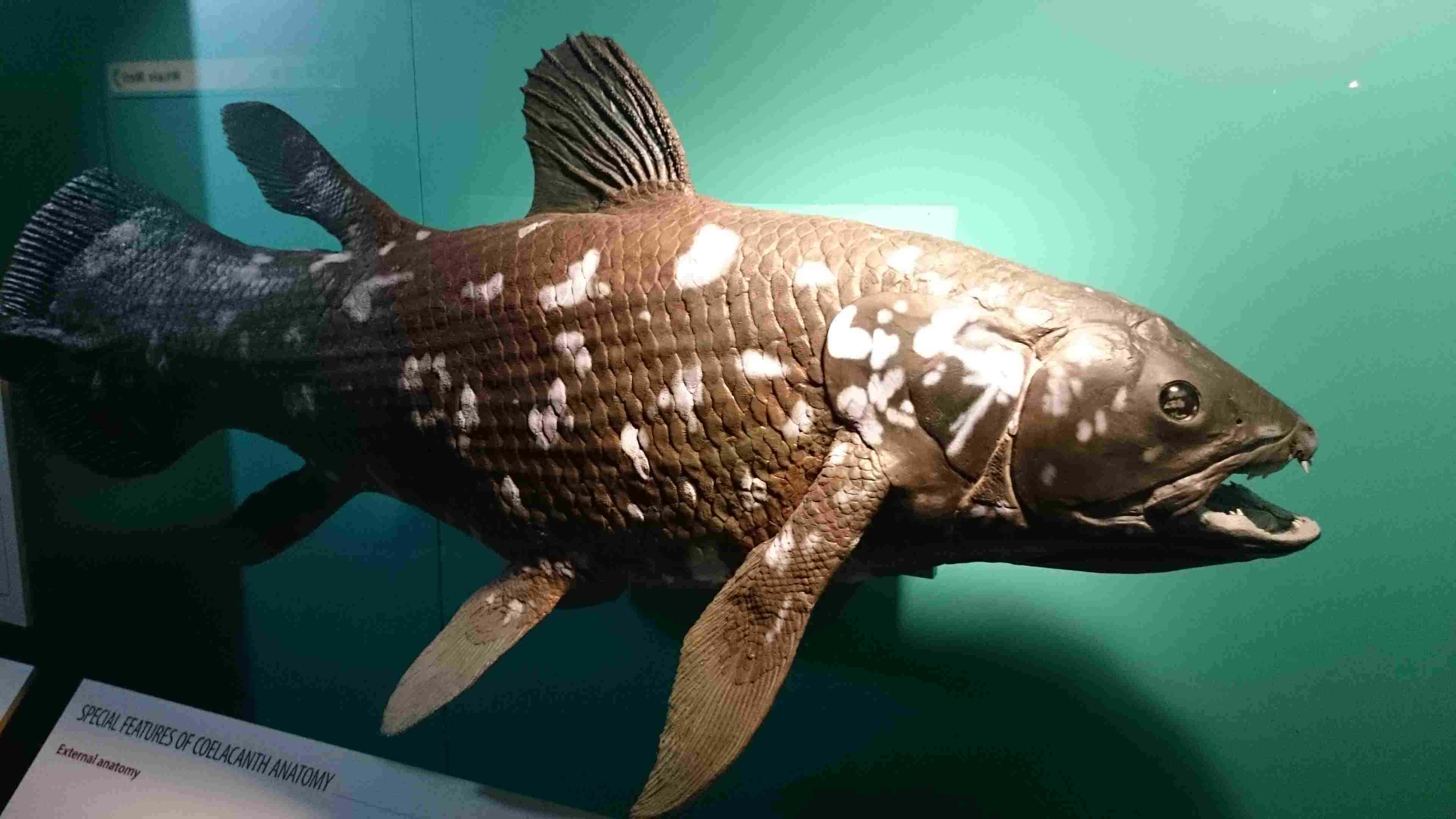 coelacanth, museum case, teal background, 4K Desktop Wallpaper