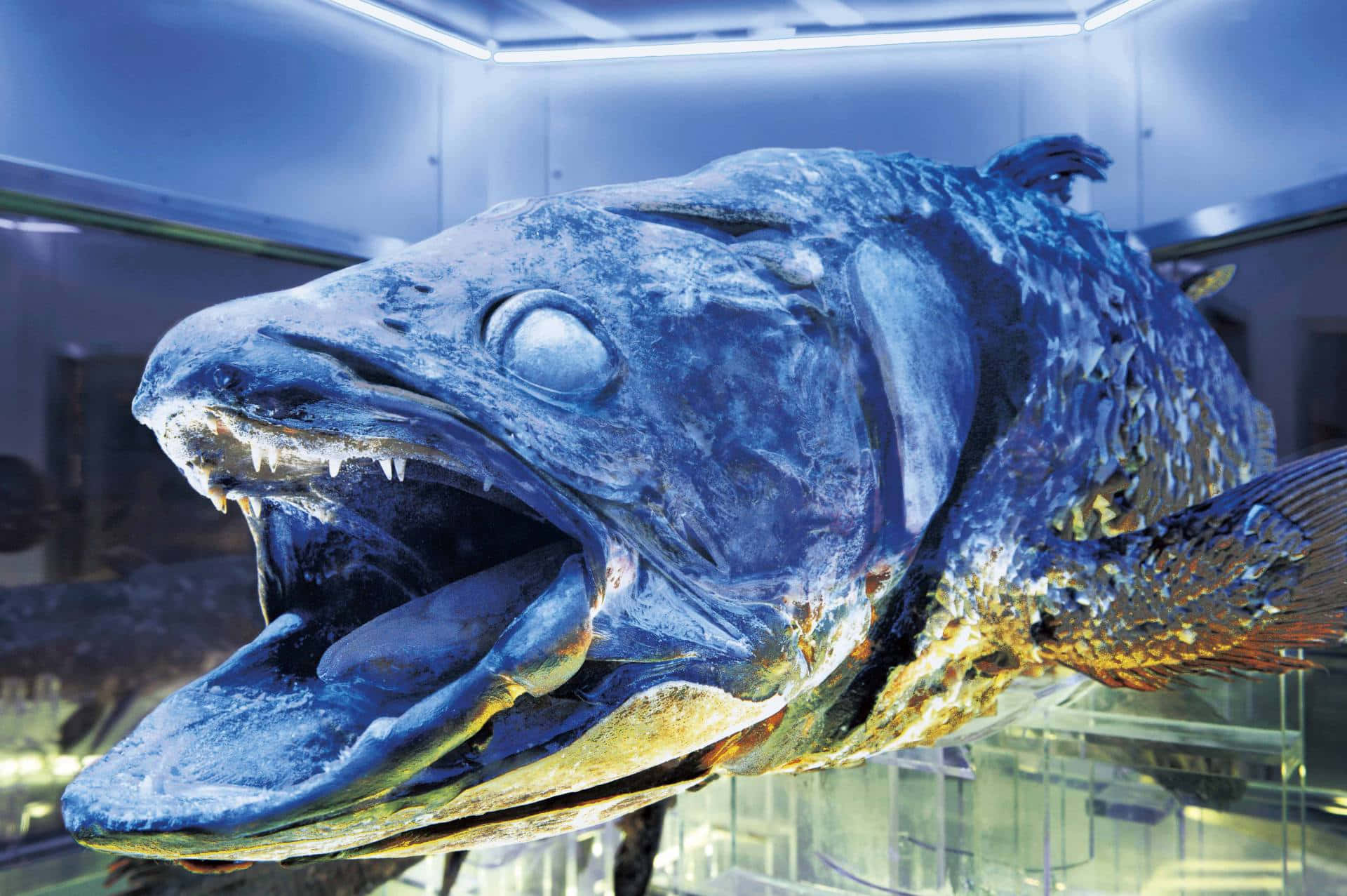 Coelacanth, glass case, cool blue lighting, Full HD Desktop Wallpaper