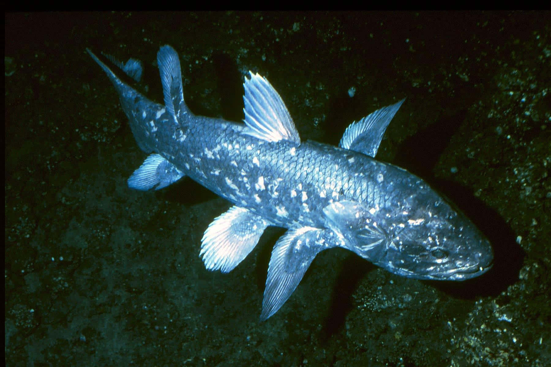 Coelacanth, silver-blue scales, translucent fins, HD Desktop Wallpaper