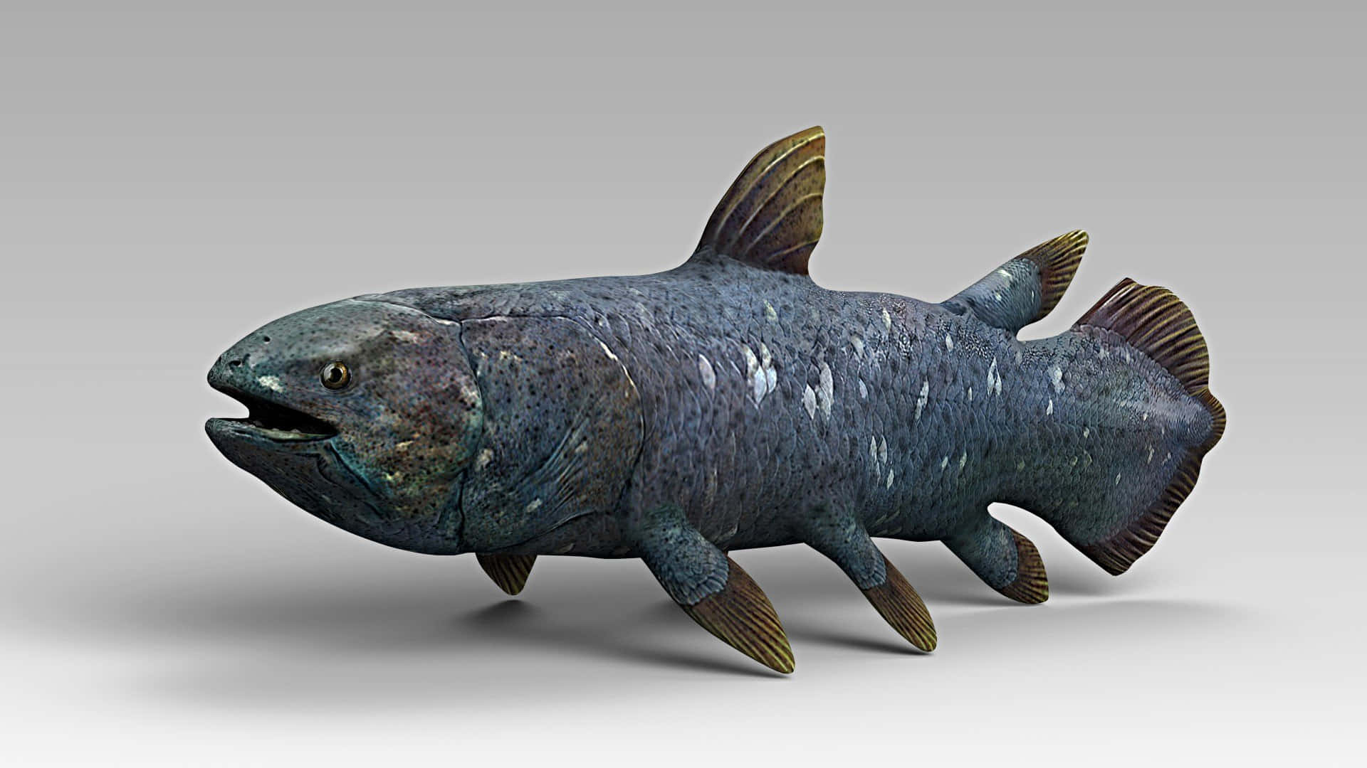 Coelacanth, blue textured skin, brown fins, Full HD Desktop Wallpaper