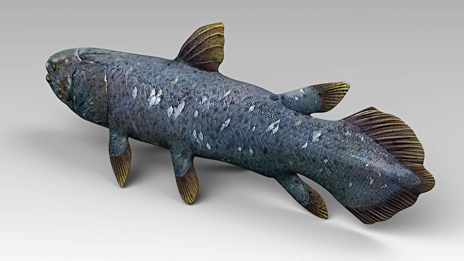 Coelacanth, dark blue scales, white spots, Full HD Desktop Wallpaper