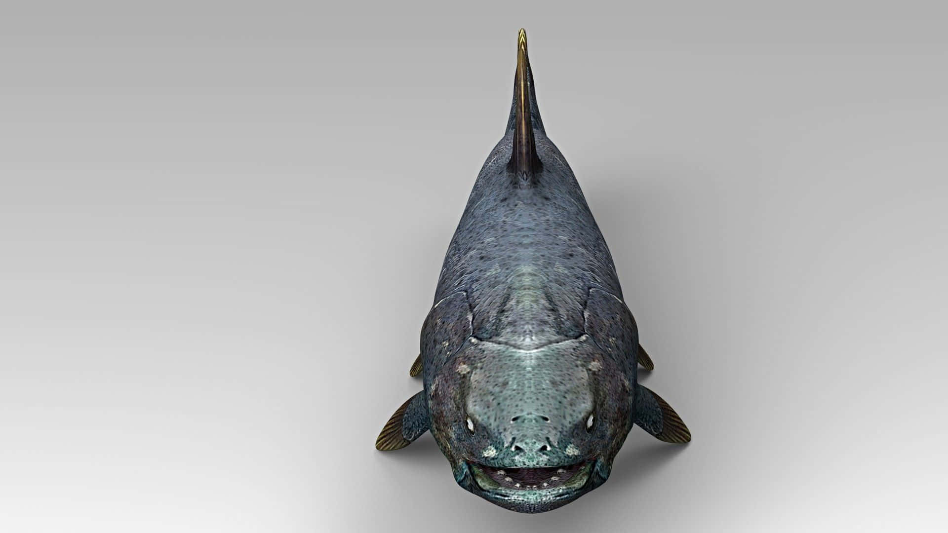 Coelacanth, front view, 3D rendering, Full HD Desktop Wallpaper