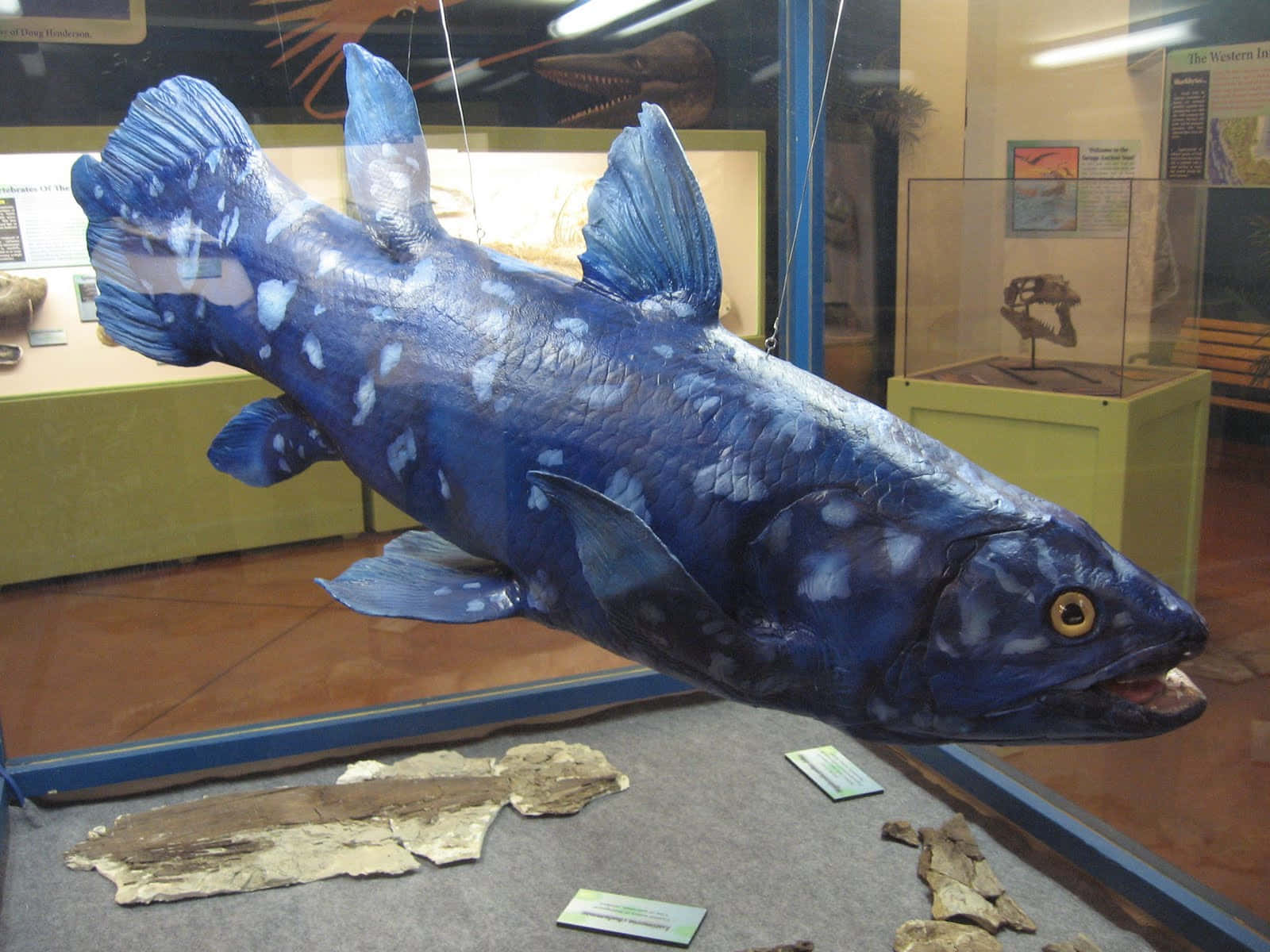 Coelacanth, museum display case, blue and white spotted fish model, HD Desktop Wallpaper