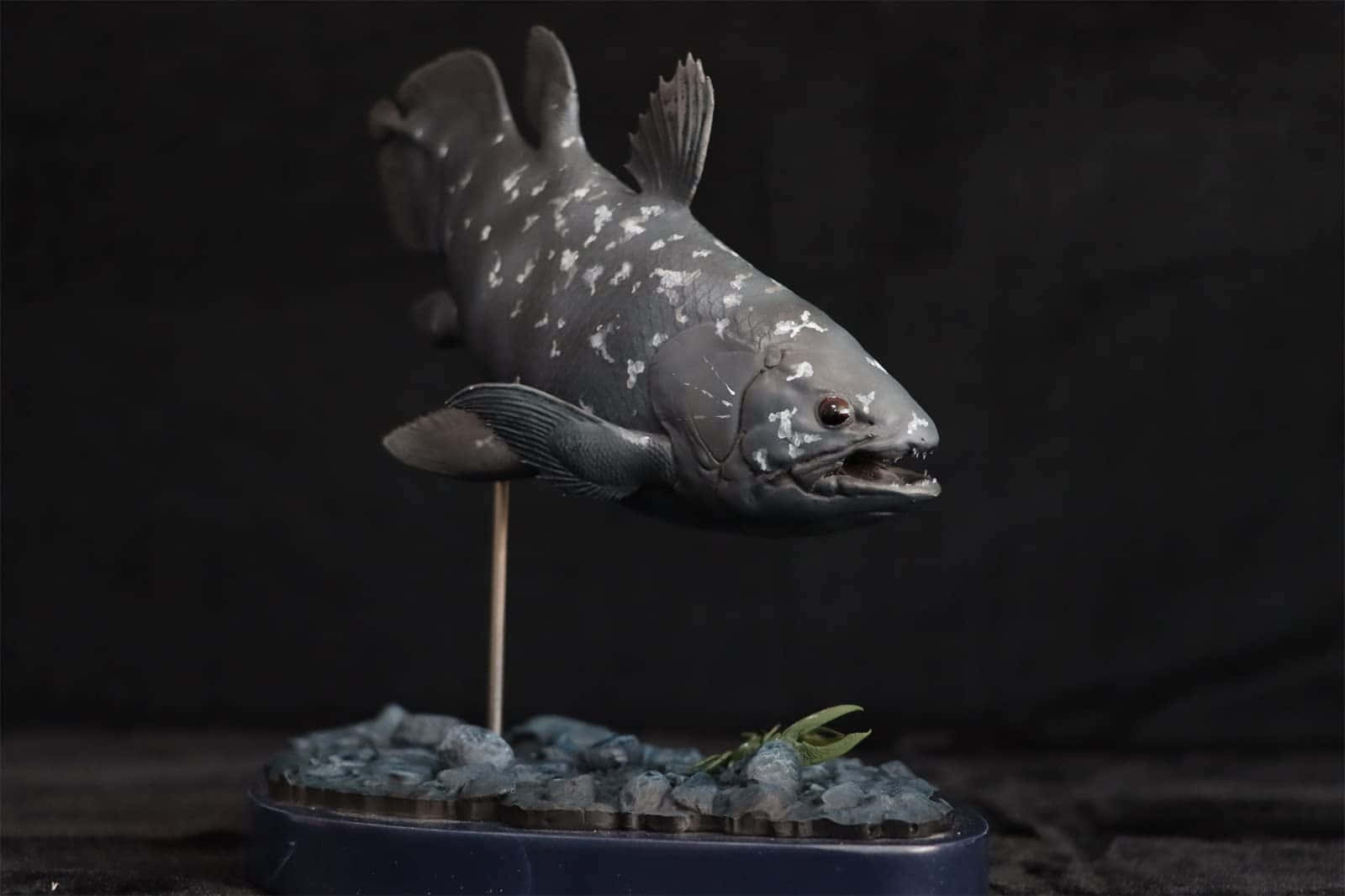 Coelacanth, gray fish model, white spots, HD Desktop Wallpaper