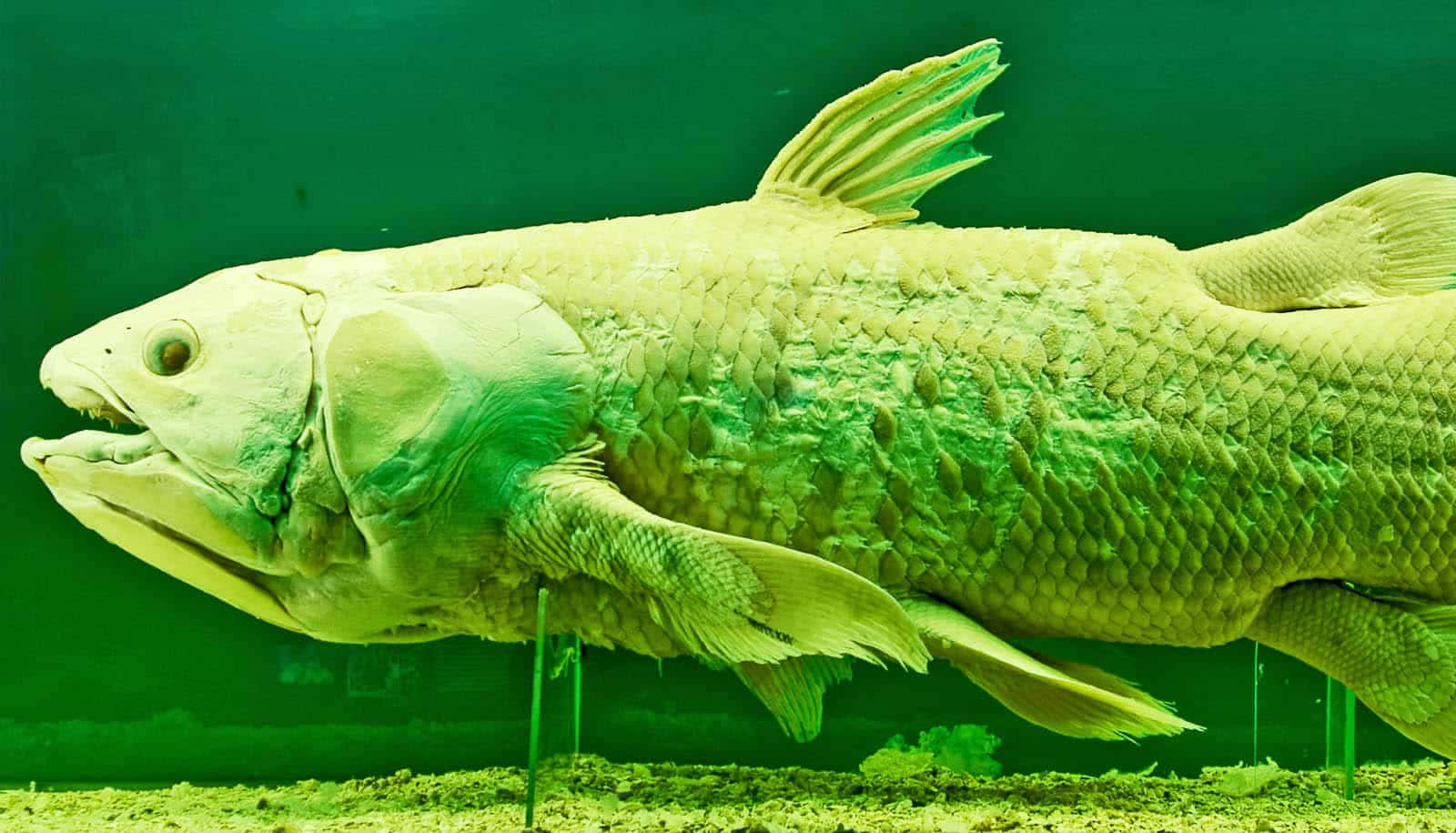 Coelacanth, green-lit aquarium tank, armored scales, HD Desktop Wallpaper