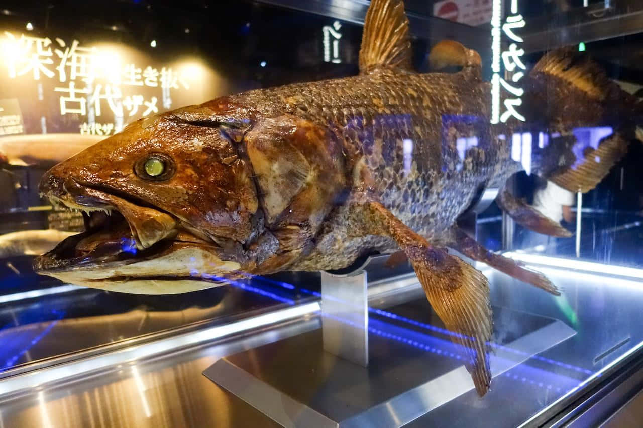 Coelacanth, glass case, blue lighting, HD Desktop Wallpaper
