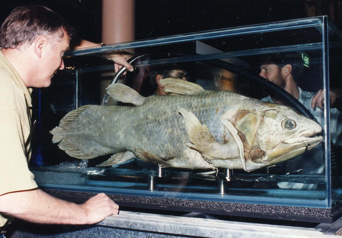 Coelacanth, glass tank, preserved fish specimen, SD Desktop Wallpaper