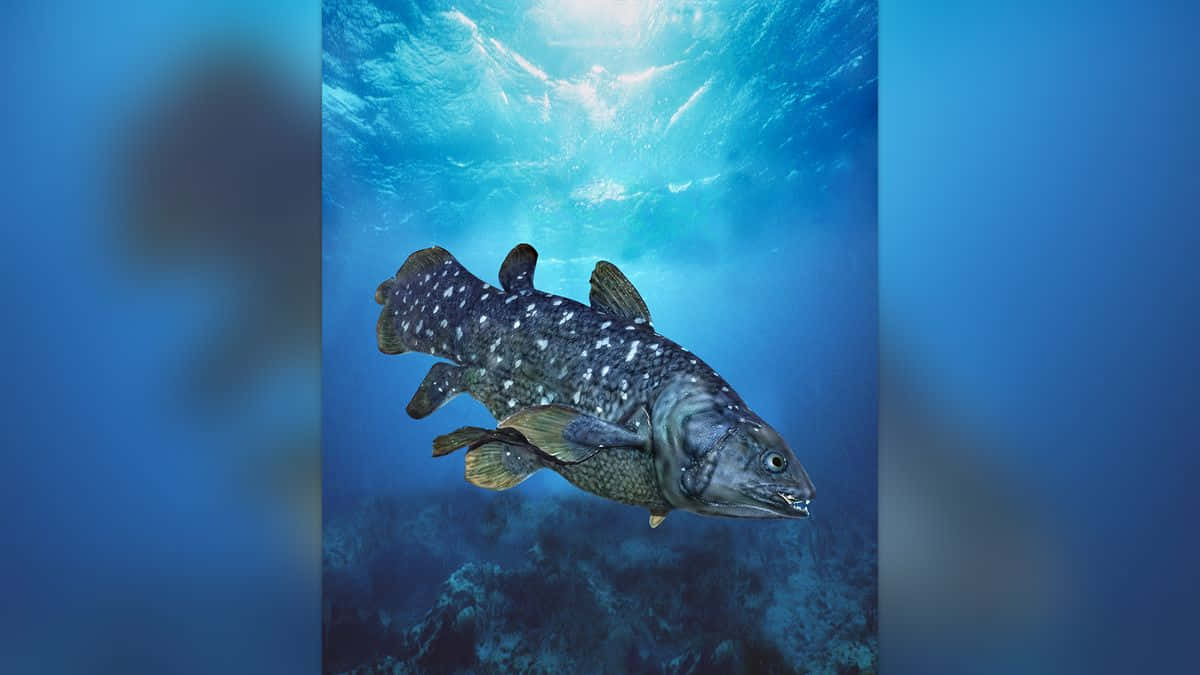 Coelacanth, spotted scales, armored plates, SD Desktop Wallpaper