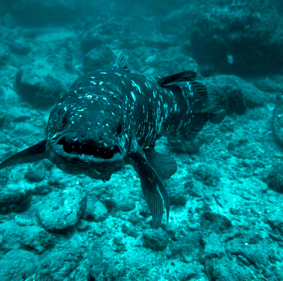 Coelacanth, turquoise water, rocky ocean floor, SD Desktop Wallpaper