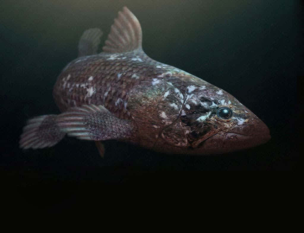 Coelacanth, spotted brown fish, large eyes, SD Desktop Wallpaper