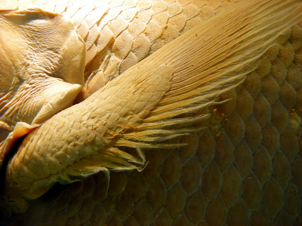 Coelacanth, golden-yellow, scaled body, SD Desktop Wallpaper