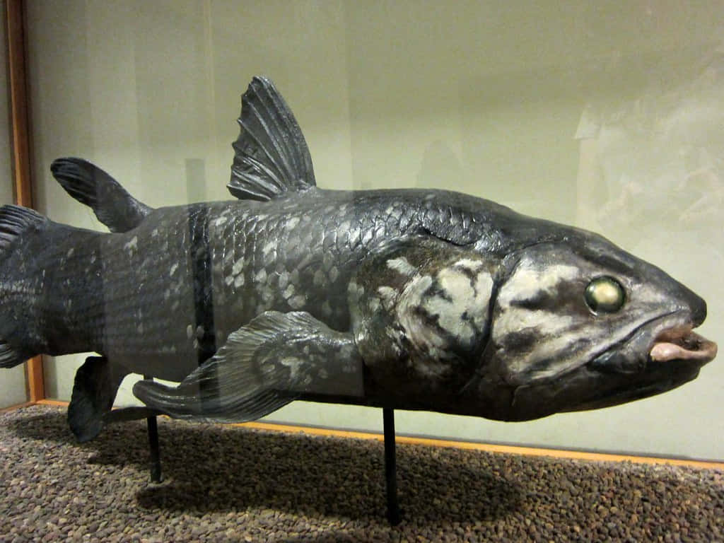 Coelacanth, glass case, gravel floor, SD Desktop Wallpaper
