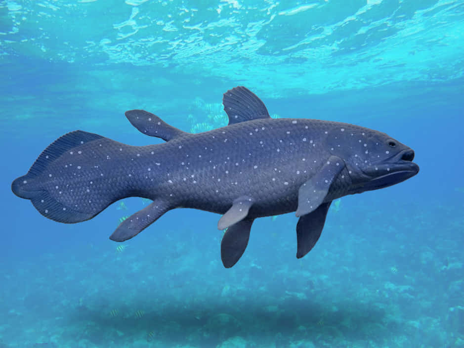 Coelacanth, turquoise water, coral reef, SD Desktop Wallpaper