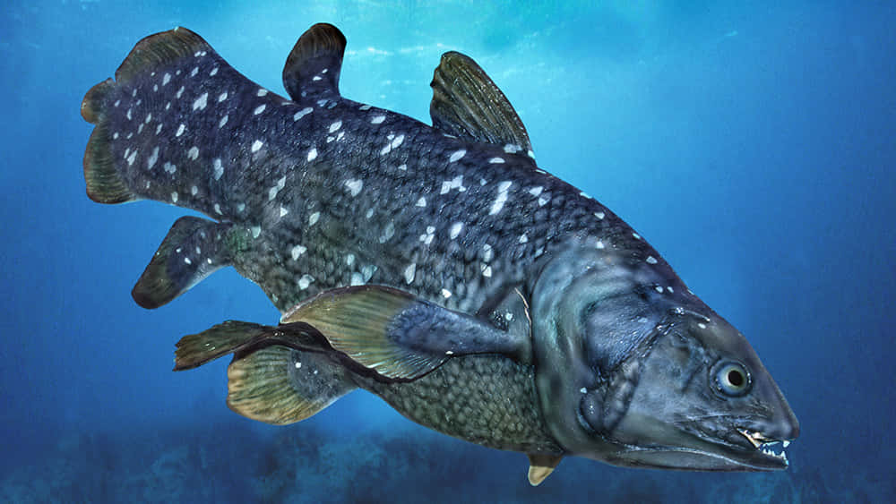 Coelacanth, dark spotted scales, sharp teeth, SD Desktop Wallpaper