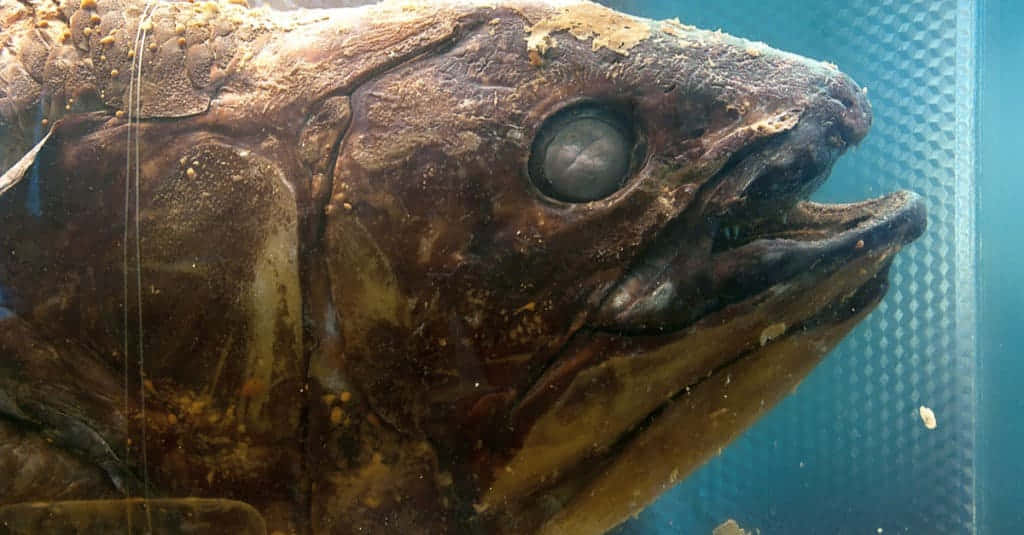 Coelacanth, glassy eye, open mouth, SD Desktop Wallpaper