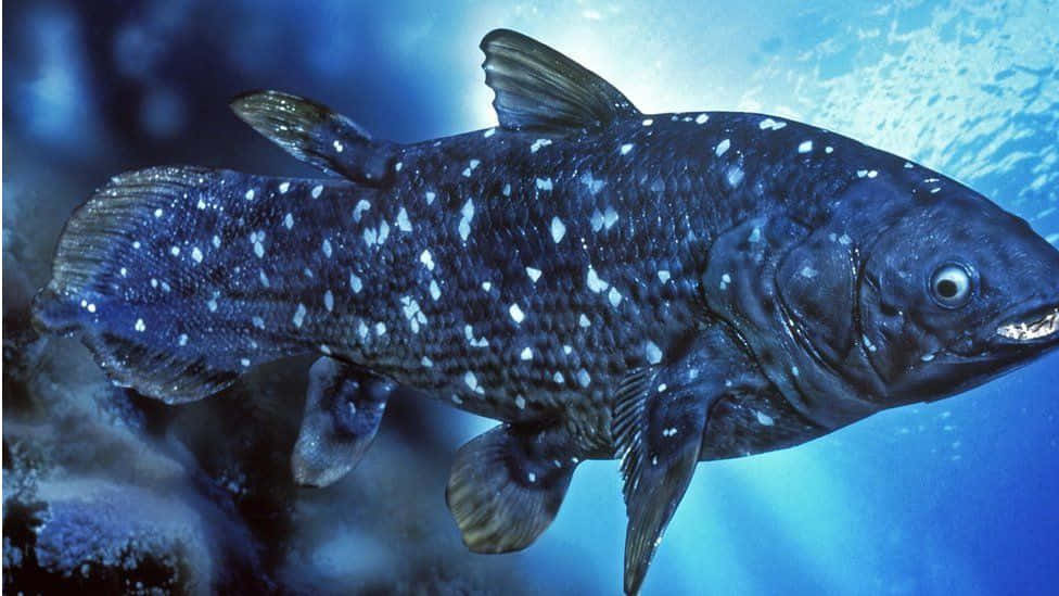 Coelacanth, dark blue, white speckles, SD Desktop Wallpaper