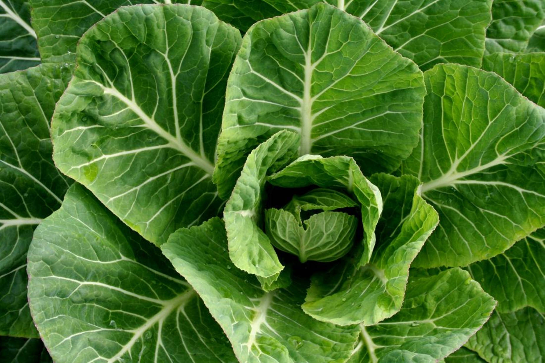 collard greens, fresh green cabbage, detailed leaf veins, HD Desktop Wallpaper