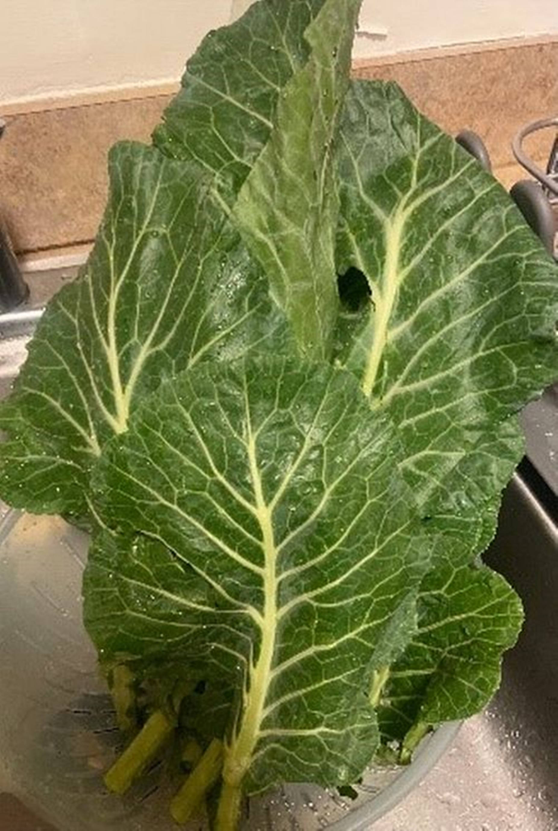 collard greens, green cabbage leaves, yellow veins, 2K Phone Wallpaper