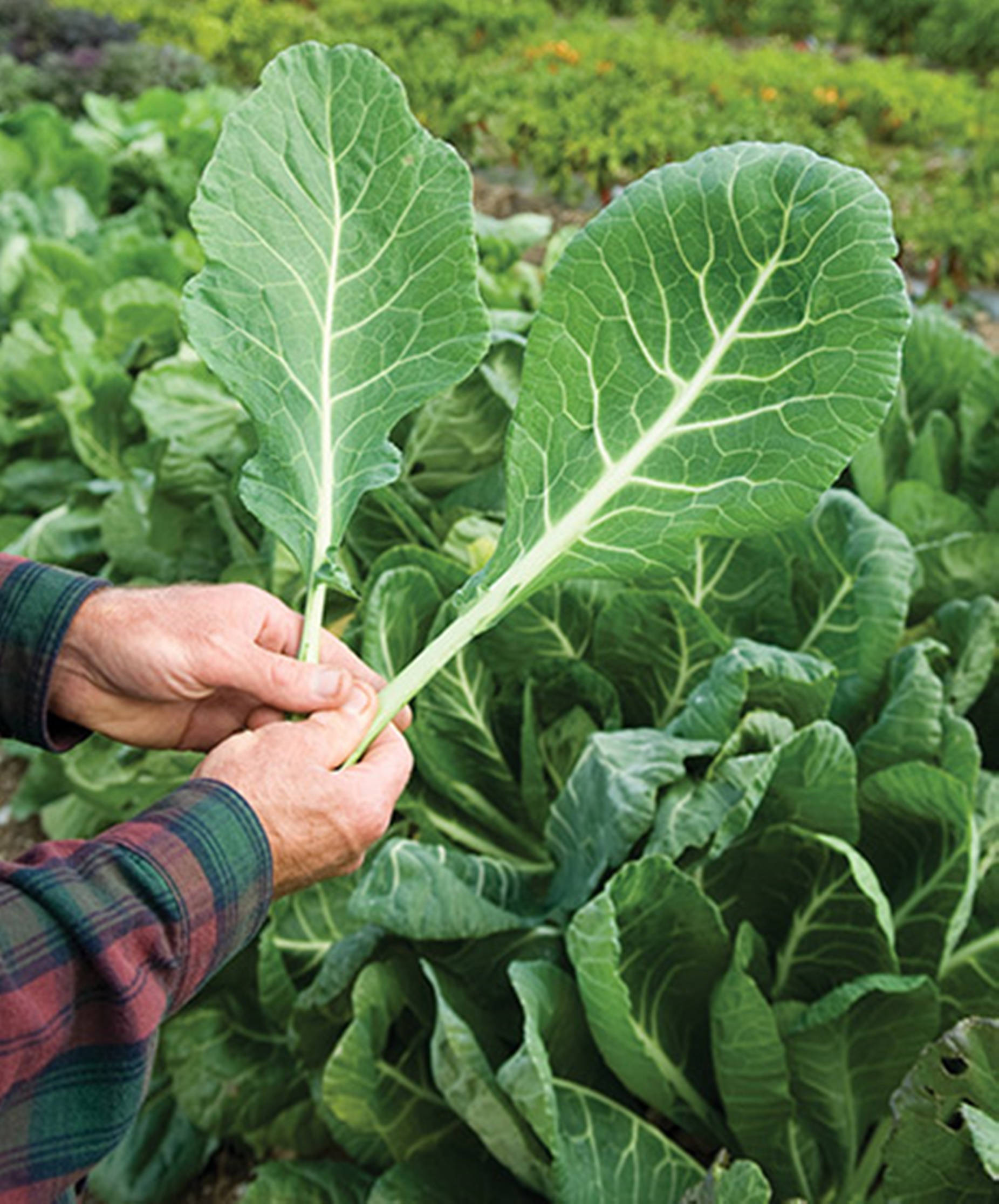 collard greens, vegetable garden, vibrant green, Full HD Phone Wallpaper