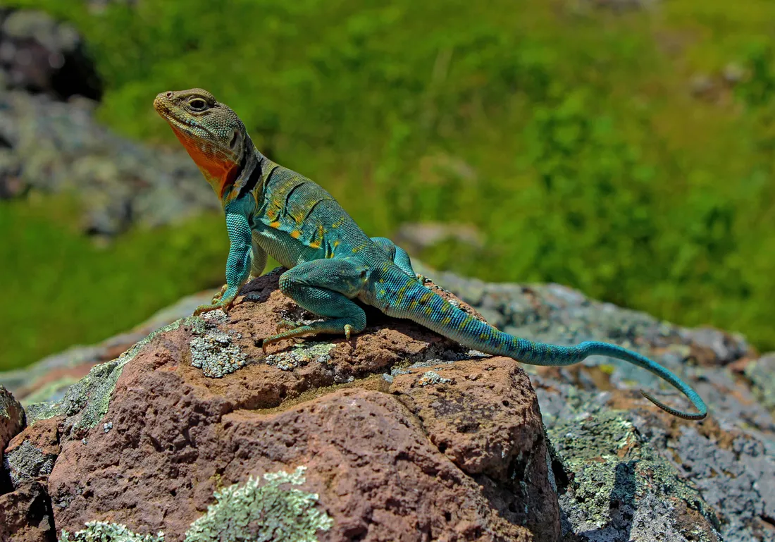 Collared Lizard