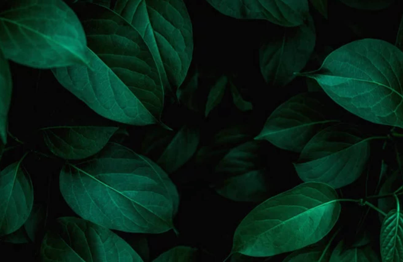 dark green leaves, neon highlights, black background, HD Desktop Wallpaper