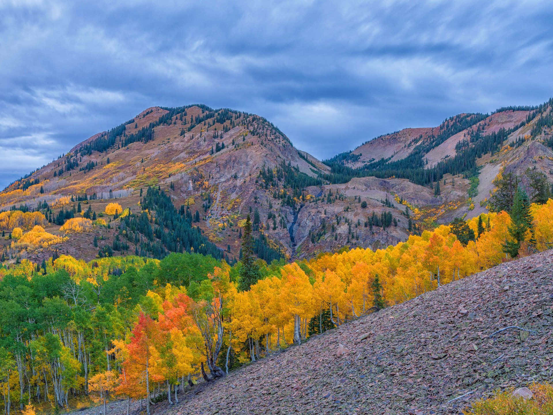 Colorado, autumn hues, golden aspen trees, Full HD Desktop Wallpaper