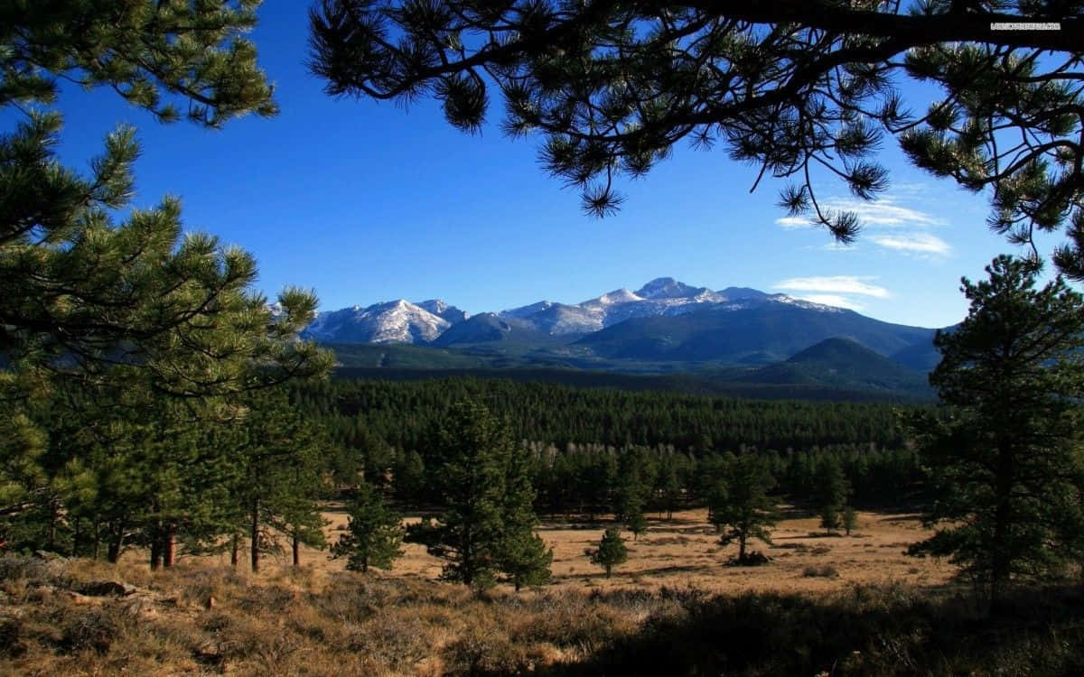 Colorado, snow-capped mountains, dense pine forest, SD Desktop Wallpaper