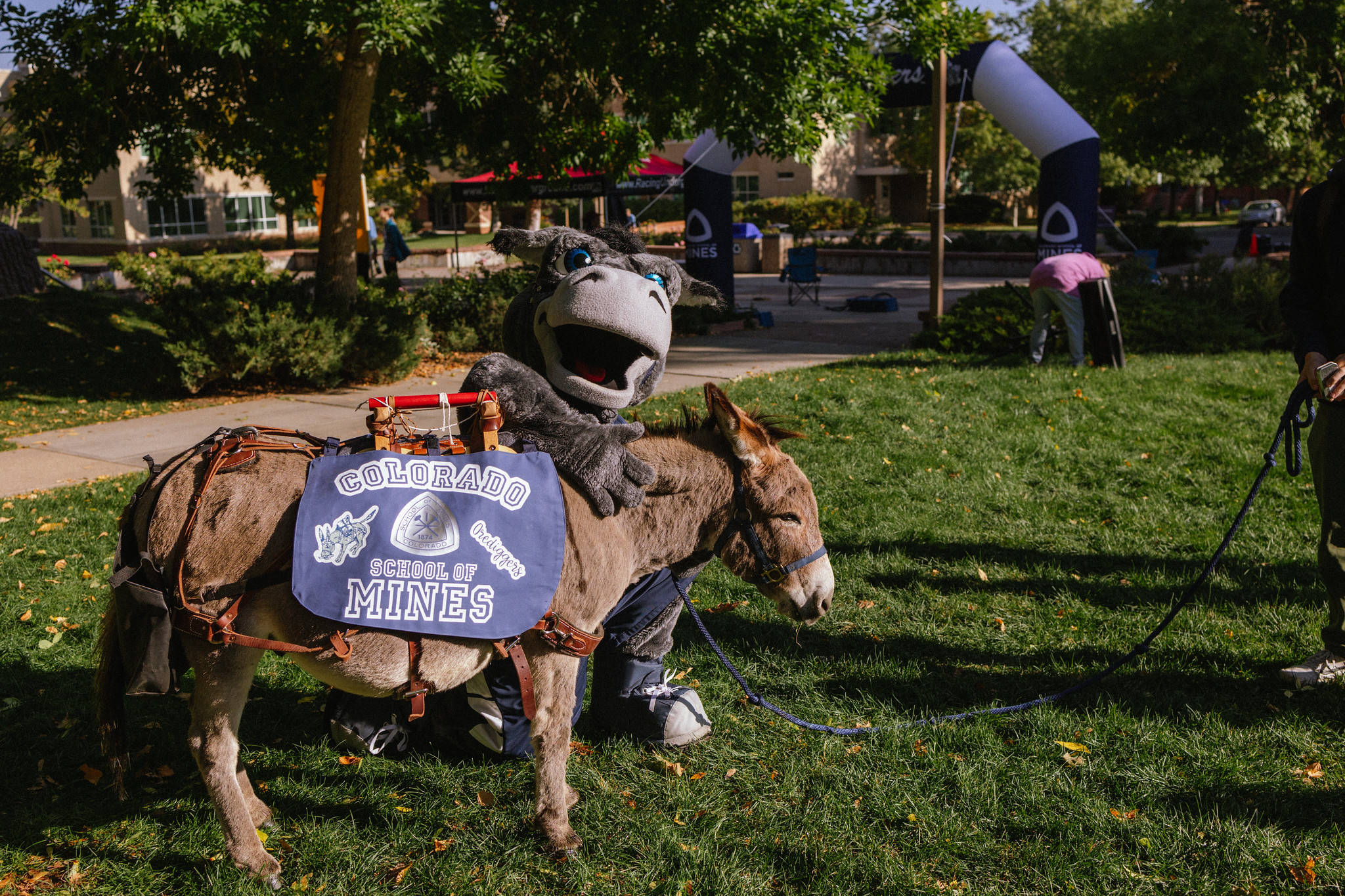 Colorado School of Mines, donkey mascot costume, real donkey, Full HD Desktop Wallpaper