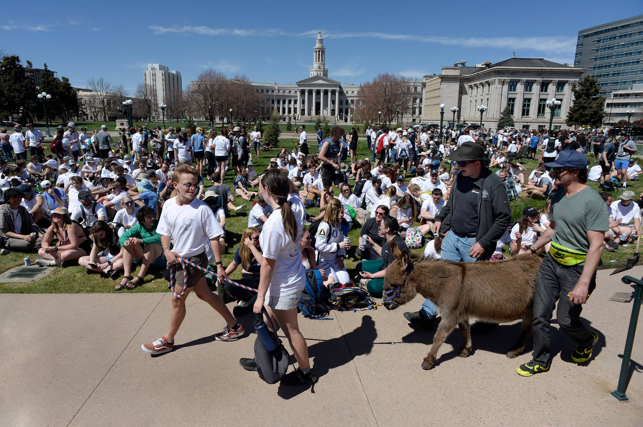 Colorado School Of Mines, donkey, white shirts, Full HD Desktop Wallpaper