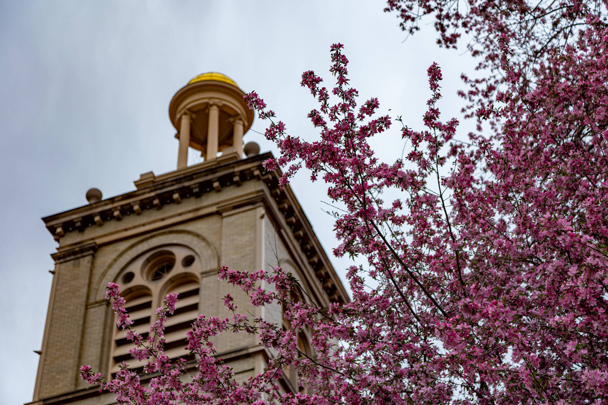 Colorado School Of Mines, cherry blossoms, historic stone clock tower, Full HD Desktop Wallpaper
