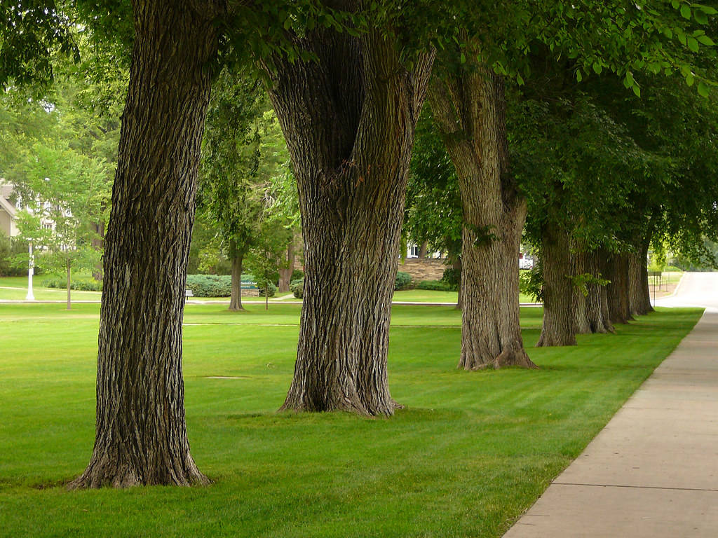 Colorado State University, park, paved path, SD Desktop Wallpaper
