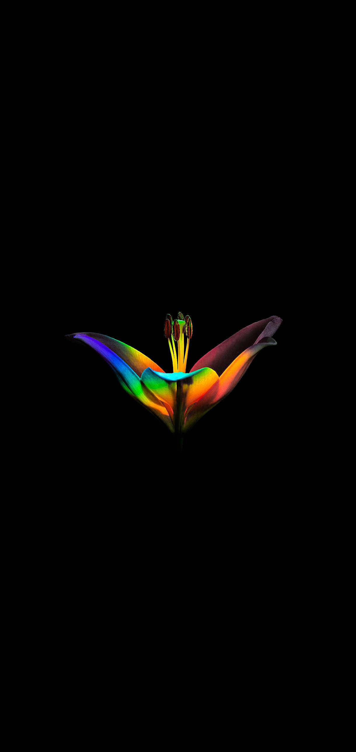 AMOLED display, lily, vibrant rainbow hues, 2K Phone Wallpaper