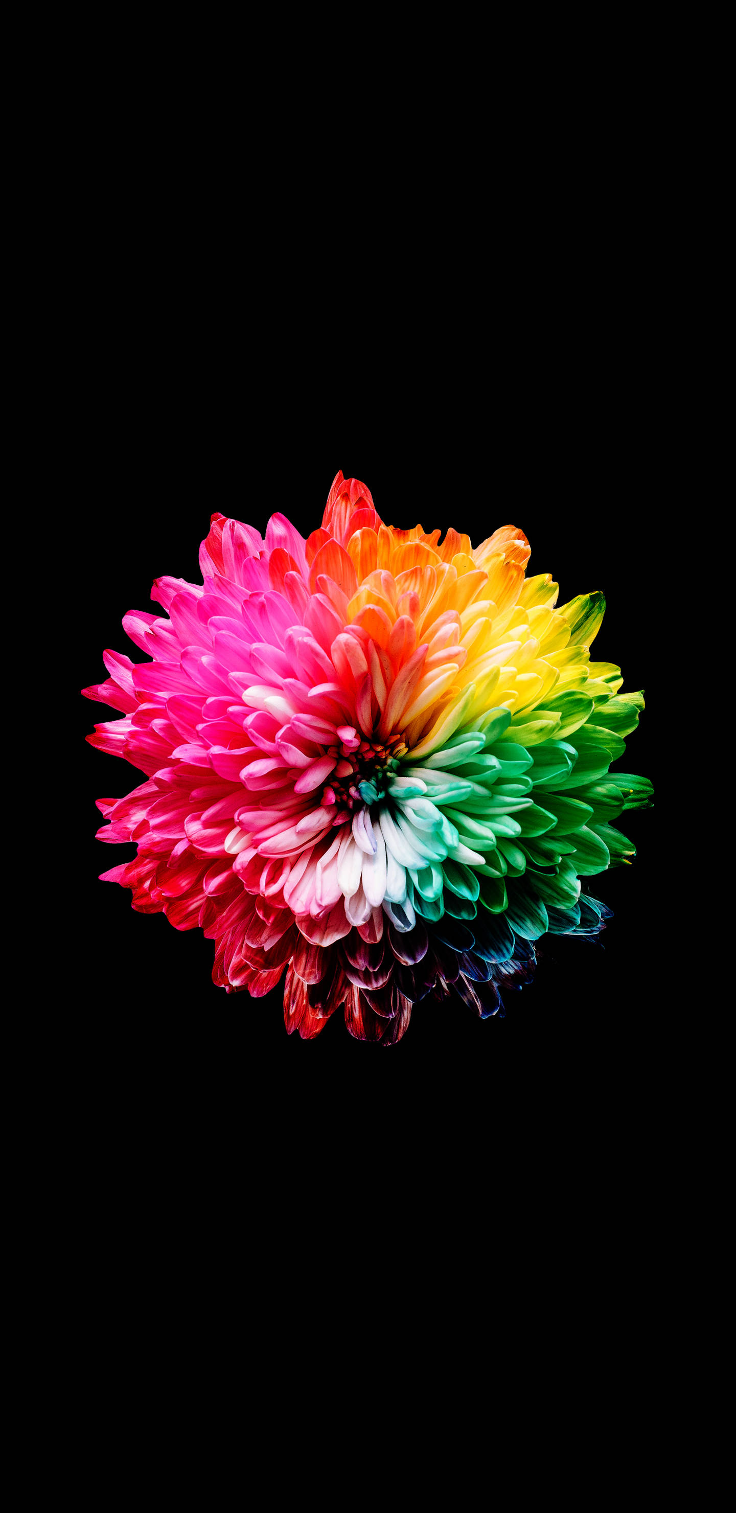 Colorful AMOLED, rainbow-colored chrysanthemum, stark black background, 2K Phone Wallpaper