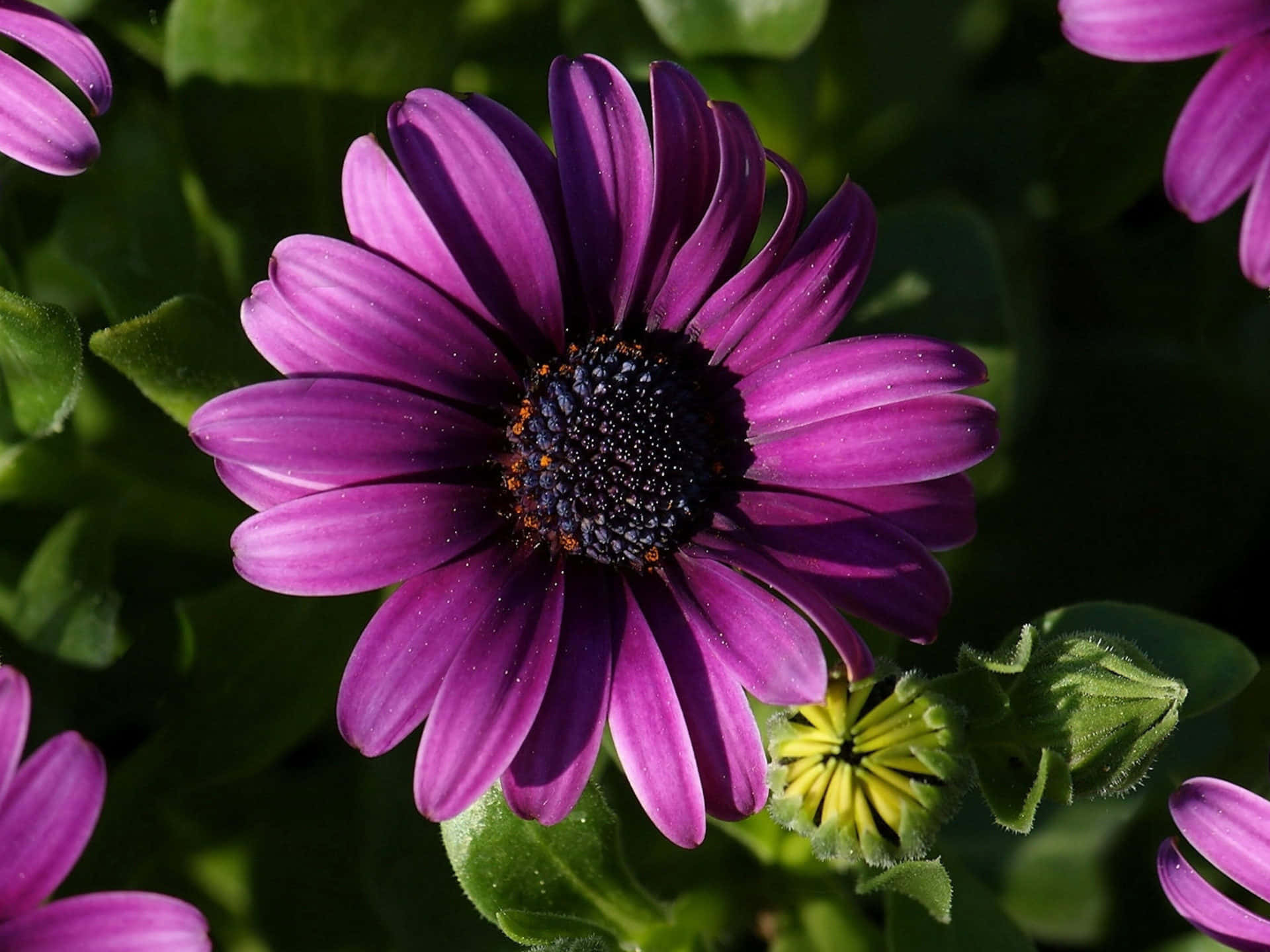 colorful daisies, vibrant purple daisy, dewdrops, Full HD Desktop Wallpaper