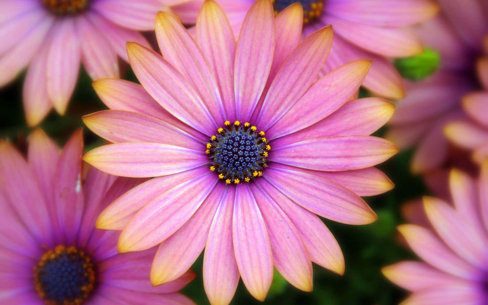 Pink Colorful Daisies, vibrant pink daisy, yellow-tipped petals, HD Desktop Wallpaper