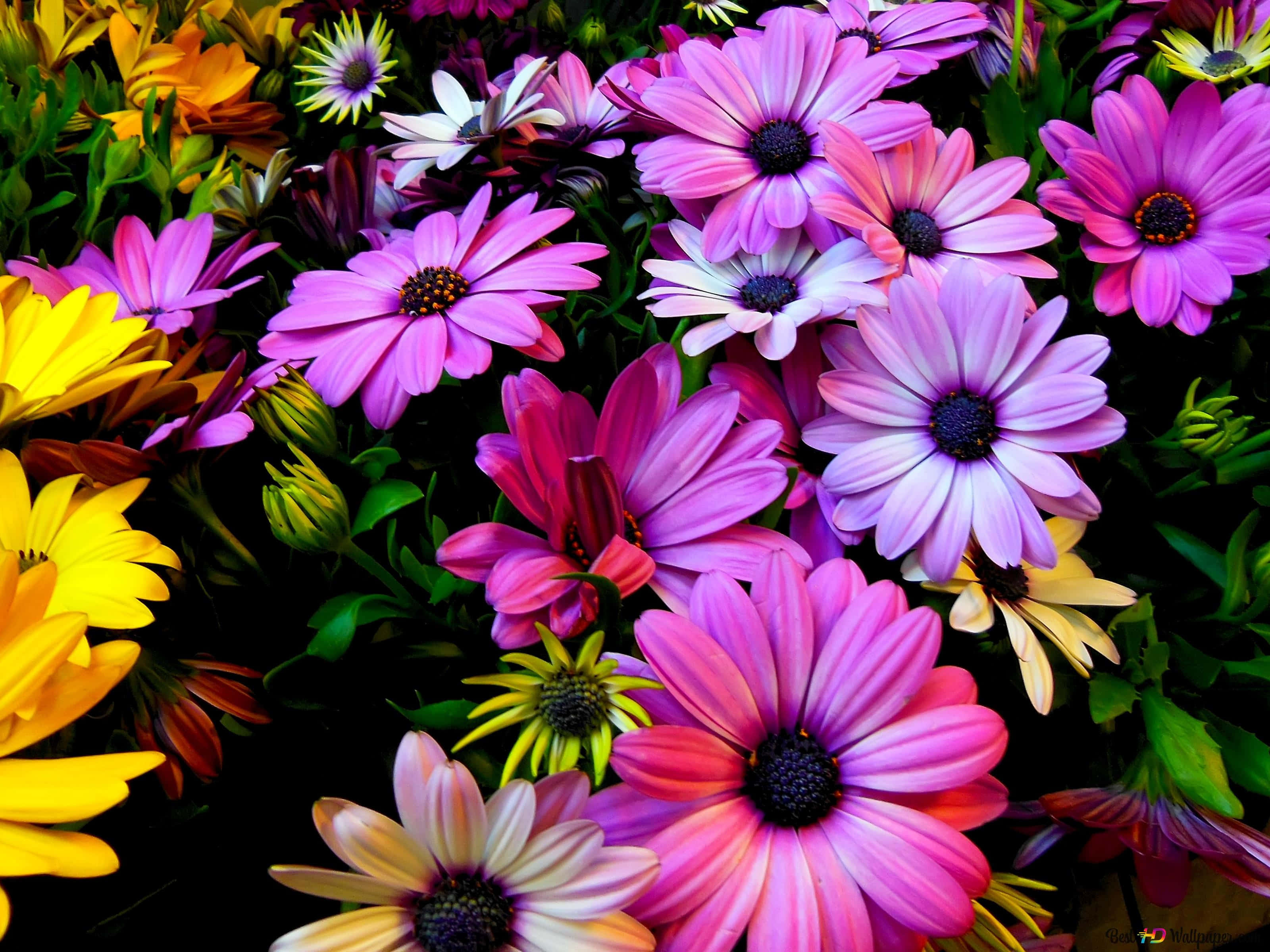 colorful daisies, pink purple and yellow daisies, dark centers, 2K Desktop Wallpaper