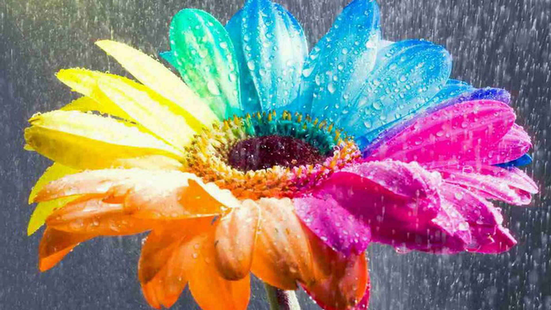 Colorful Daisies, rainbow-colored gerbera daisy, water droplets, Full HD Desktop Wallpaper