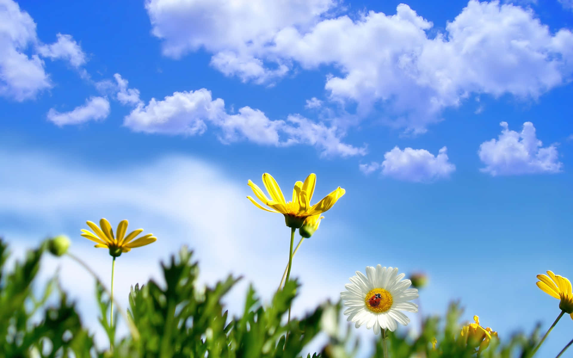 colorful daisies, vibrant yellow, white daisies, Full HD Desktop Wallpaper
