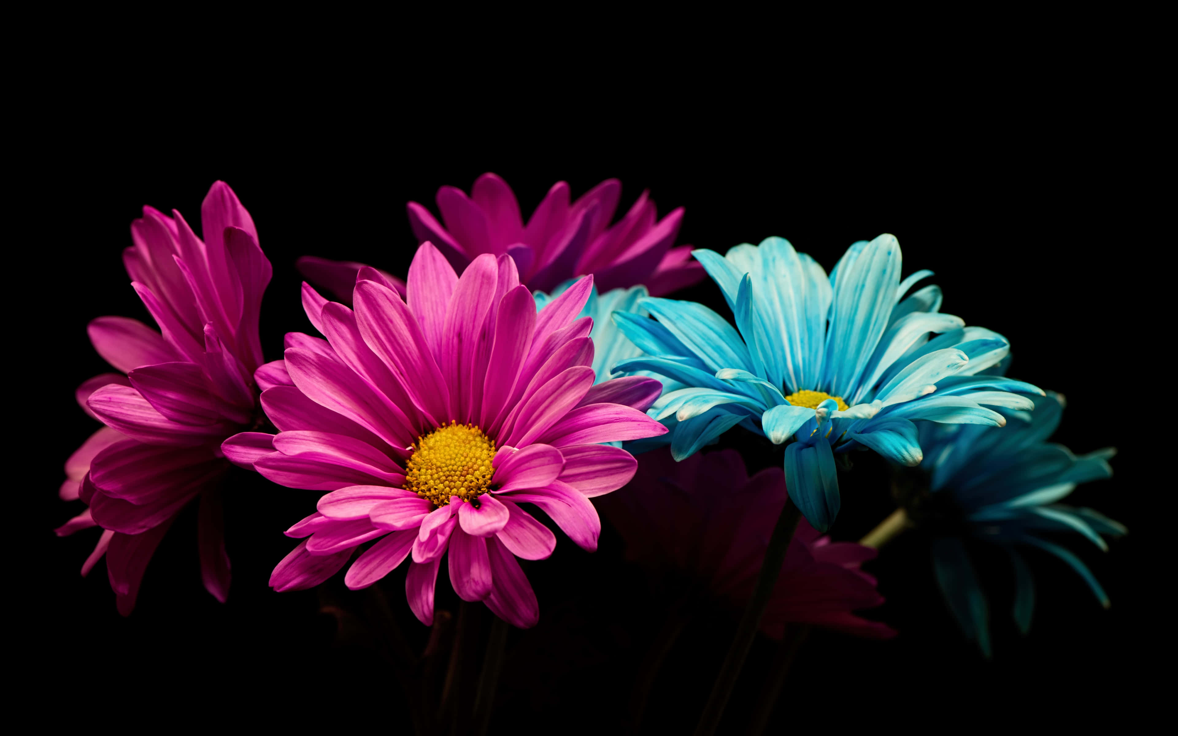 Colorful Daisies, pink, blue, 4K Desktop Wallpaper
