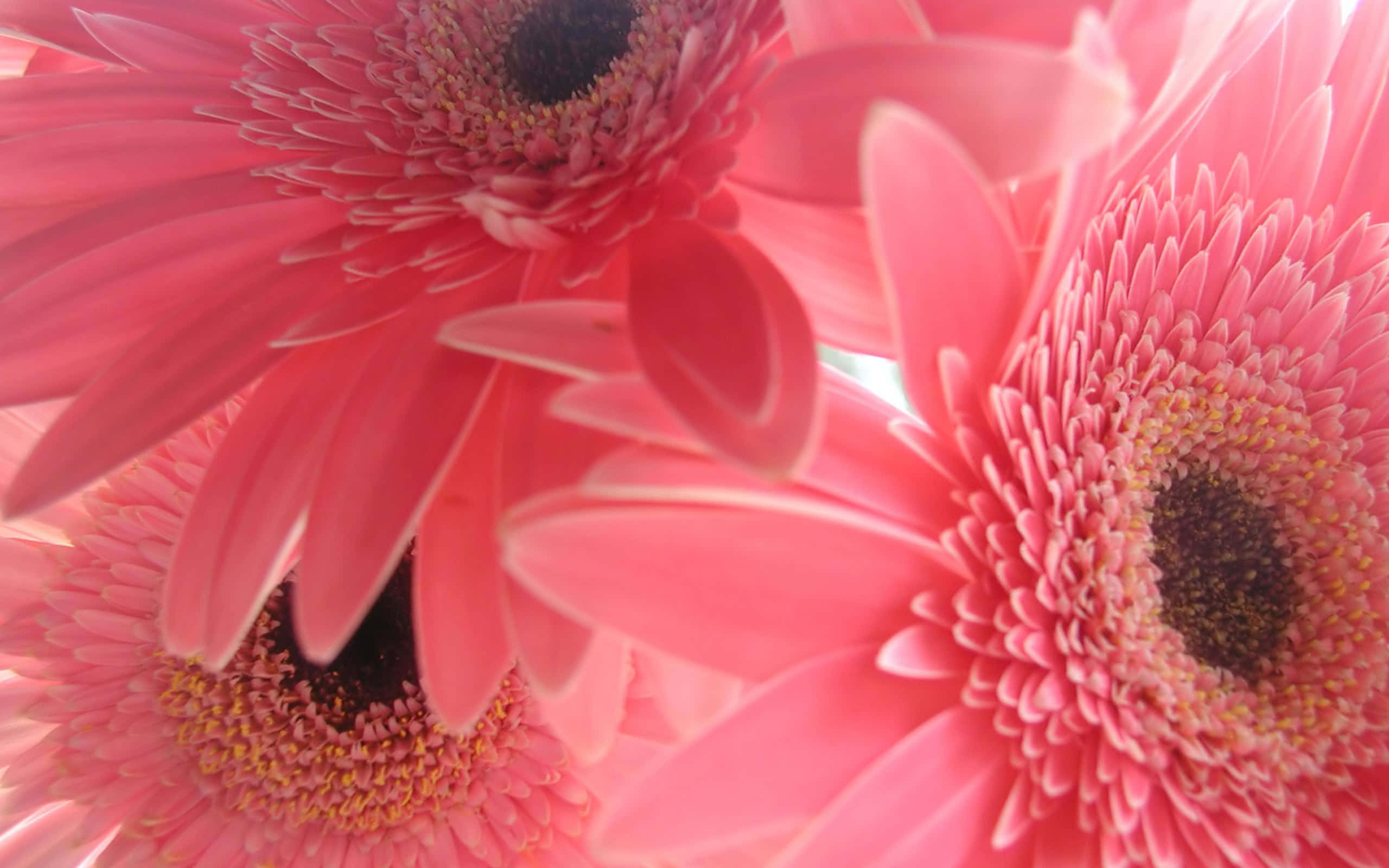 pink gerberas, vase, vibrant pink gerbera daisies, 2K Desktop Wallpaper