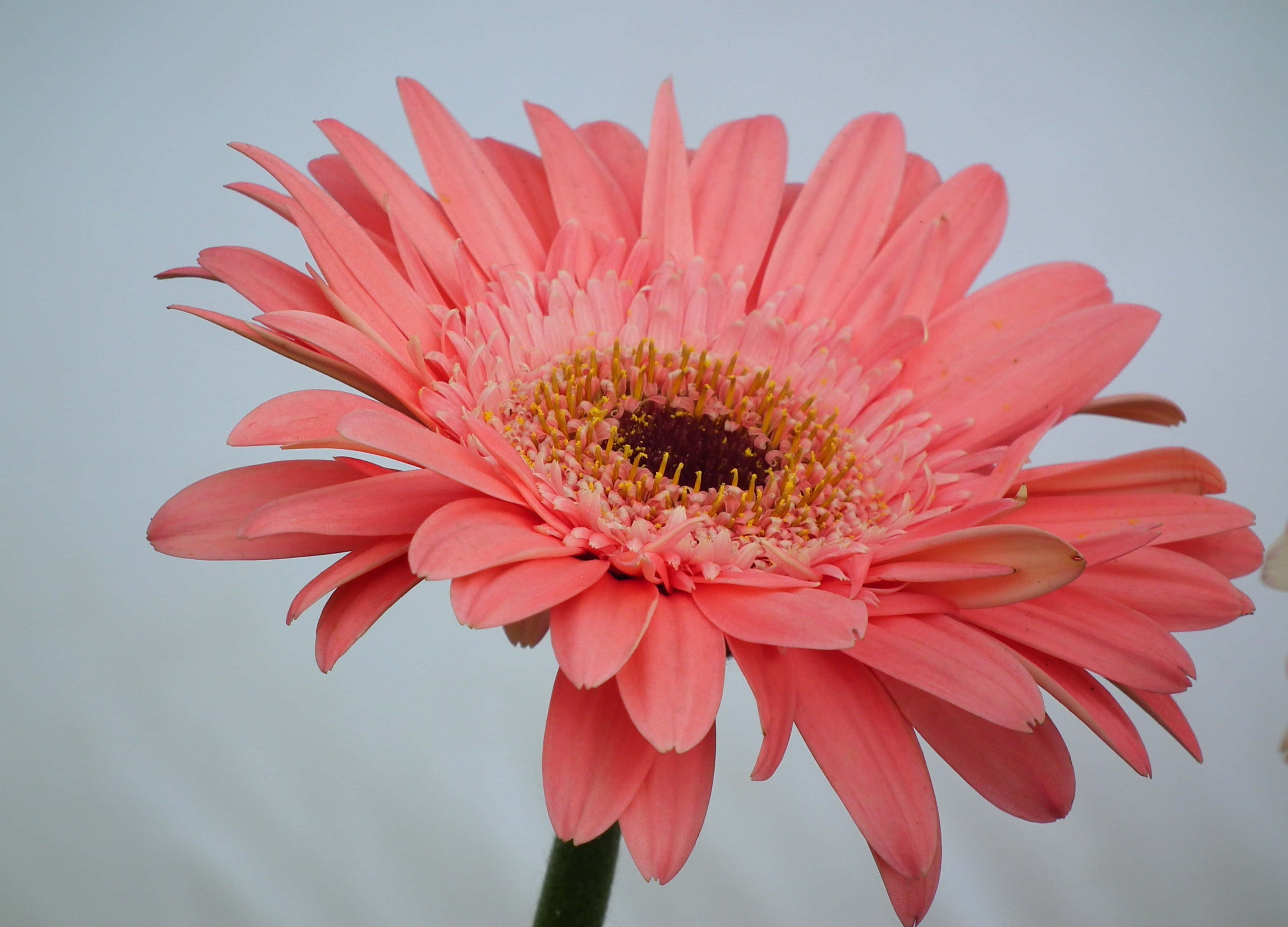 Colorful Daisies, pink gerbera daisy, yellow center, 2K Desktop Wallpaper