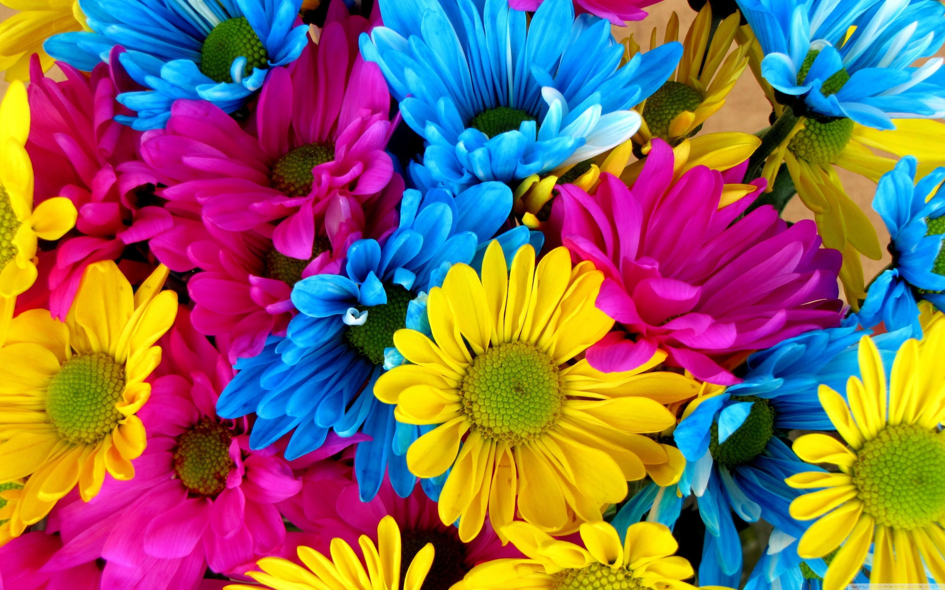 Colorful Daisies, electric blue, pink, 4K Desktop Wallpaper