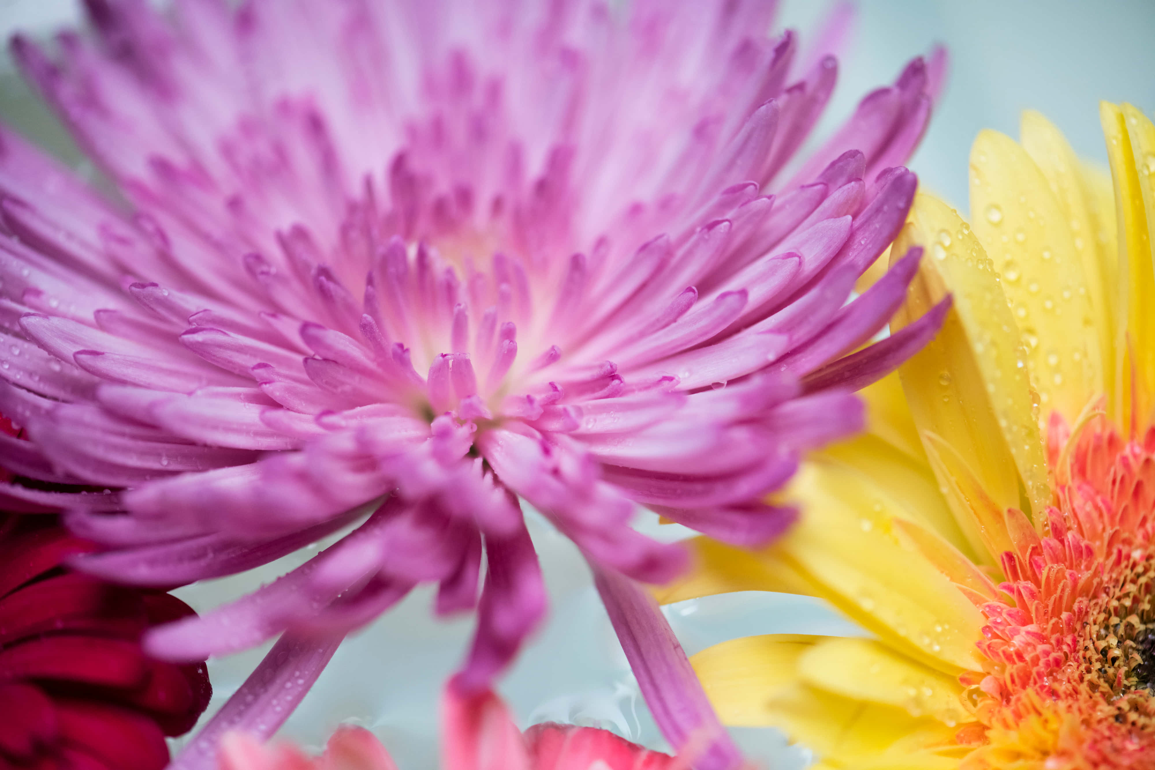 Purple Colorful Daisies, vibrant pink, yellow, 4K Desktop Wallpaper